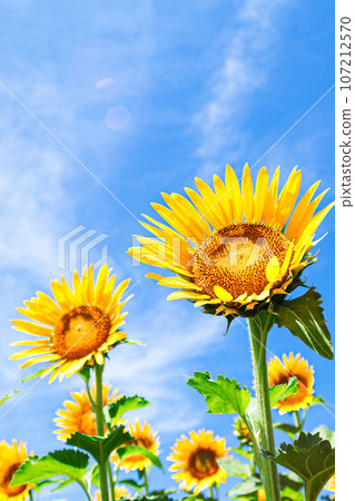 Sunflowers blooming towards the blue sky Sunflowers blooming towards the blue sky 107212570