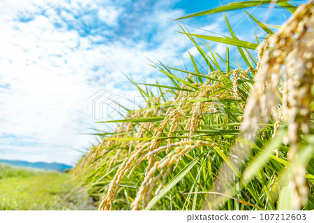 Material: Ear of rice 107212603