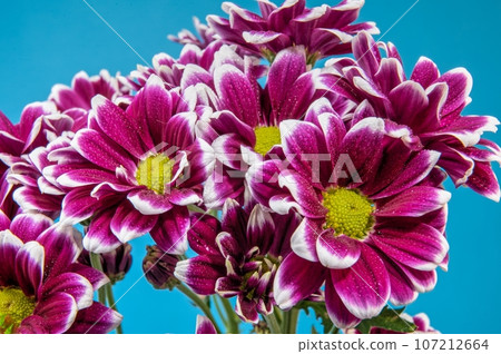 Purple Chrysanthemum branch on a blue background Purple Chrysanthemum branch on a blue background 107212664