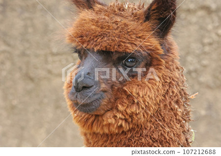 羊駝 107212688