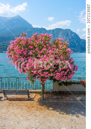 Blooming trees and flowers at Bellagio lakeshore promenade. Como Lake, Lombardy, Italy Blooming trees and flowers at Bellagio lakeshore promenade. Como Lake, Lombardy, Italy 107213087