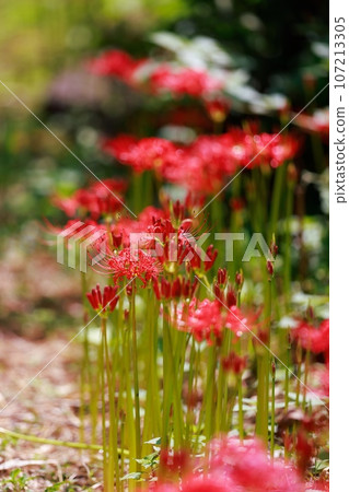 Cluster amaryllis of Mount Tosa Cluster amaryllis of Mount Tosa 107213305
