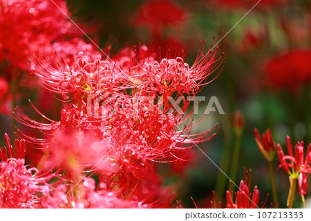 Cluster amaryllis of Mount Tosa Cluster amaryllis of Mount Tosa 107213333