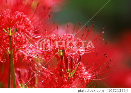 Cluster amaryllis of Mount Tosa Cluster amaryllis of Mount Tosa 107213334
