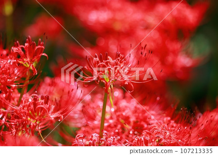 Cluster amaryllis of Mount Tosa 107213335