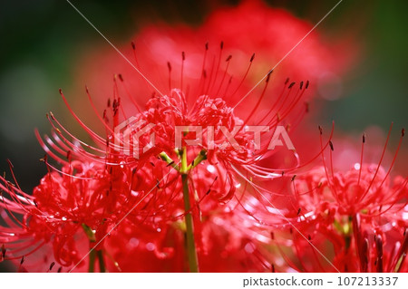 Cluster amaryllis of Mount Tosa Cluster amaryllis of Mount Tosa 107213337