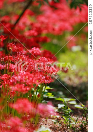 Cluster amaryllis of Mount Tosa Cluster amaryllis of Mount Tosa 107213339