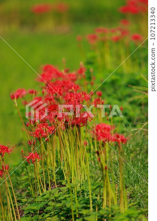 Cluster amaryllis of Mount Tosa Cluster amaryllis of Mount Tosa 107213340