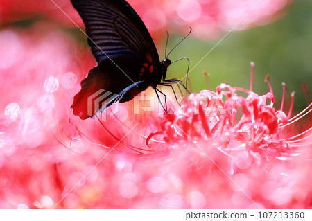 簇狀孤挺花、黑燕尾蝶、黑燕尾蝶 簇狀孤挺花、黑燕尾蝶、黑燕尾蝶 107213360