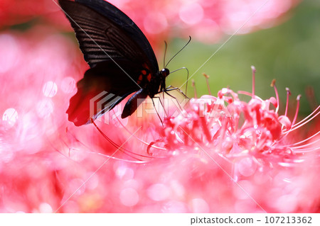 簇狀孤挺花、黑燕尾蝶、黑燕尾蝶 簇狀孤挺花、黑燕尾蝶、黑燕尾蝶 107213362