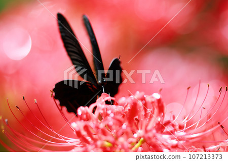 簇狀孤挺花、黑燕尾蝶、黑燕尾蝶 簇狀孤挺花、黑燕尾蝶、黑燕尾蝶 107213373