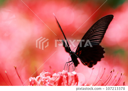 簇狀孤挺花、黑燕尾蝶、黑燕尾蝶 簇狀孤挺花、黑燕尾蝶、黑燕尾蝶 107213378