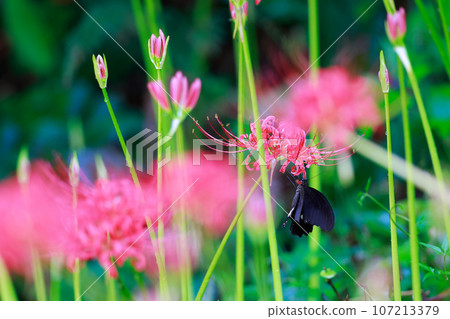 簇狀孤挺花、黑燕尾蝶、黑燕尾蝶 簇狀孤挺花、黑燕尾蝶、黑燕尾蝶 107213379