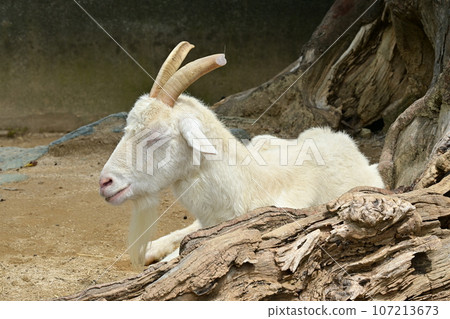 Goat sleeping (Artiodactyla, Guuteimoku) Goat sleeping (Artiodactyla, Guuteimoku) 107213673