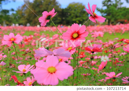 武庫川鬍子波斯菊花園(兵庫縣尼崎市) 武庫川鬍子波斯菊花園(兵庫縣尼崎市) 107213714