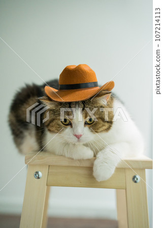 scottish tabby cat with vintage cowboy costume 107214113