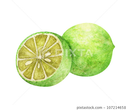 Watercolor painting of  lime. 107214658