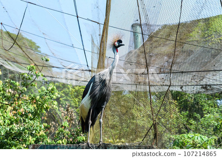 Black crowned crane (Balearica pavonina) bird in Malaysia 107214865