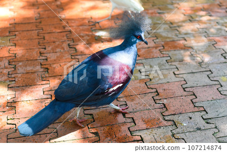 The western crowned pigeon (Goura cristata), also known as the common crowned pigeon or blue crowned pigeon in Kuala Lumpur, Malaysia The western crowned pigeon (Goura cristata), also known as the common crowned pigeon or blue crowned pigeon in Kuala Lumpur, Malaysia 107214874