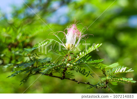 Flower of Calliandra surinamensis growing in Malaysia 107214883