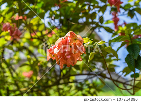 Mussaenda philippica tree growing in Malaysia Mussaenda philippica tree growing in Malaysia 107214886