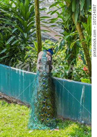 Peafowl or peacock against resting in Malaysia, Kuala Lumpur Peafowl or peacock against resting in Malaysia, Kuala Lumpur 107214897