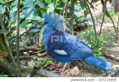 The western crowned pigeon (Goura cristata), also known as the common crowned pigeon or blue crowned pigeon in Kuala Lumpur, Malaysia The western crowned pigeon (Goura cristata), also known as the common crowned pigeon or blue crowned pigeon in Kuala Lumpur, Malaysia 107214898