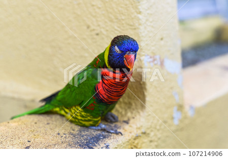 Loriini parrots sitting on a branch in Kuala Lumpur, Malaysia 107214906