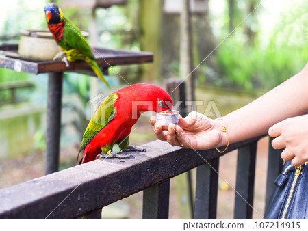 Chattering lory (Lorius garrulus) parrot drinking milk Chattering lory (Lorius garrulus) parrot drinking milk 107214915