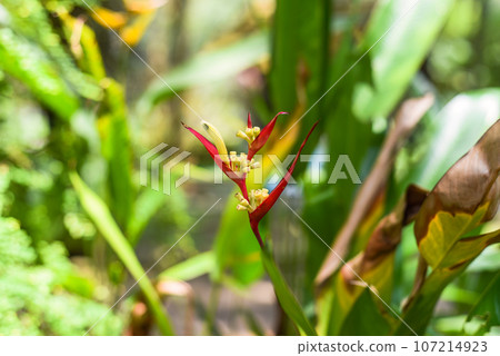 Heliconia collinsiana (platanillo) growing in Malaysia Heliconia collinsiana (platanillo) growing in Malaysia 107214923