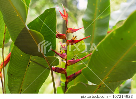 Heliconia latispatha growing in Malaysia Heliconia latispatha growing in Malaysia 107214928