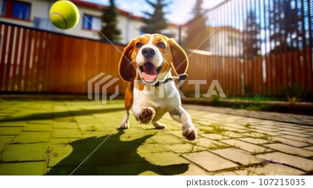 Beagle playing with a ball in the yard, idea for a postcard on World Animal Day. 107215035