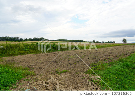 向日葵完成後的北龍向日葵村 向日葵完成後的北龍向日葵村 107216365