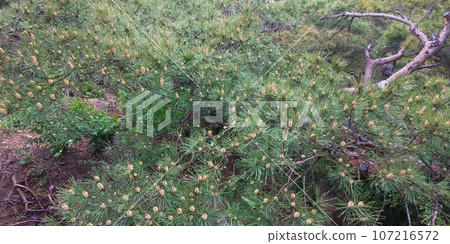 Pine nut 107216572