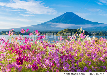 (Yamanashi Prefecture) Kawaguchiko Oishi Park, cosmos in full bloom and Mt. Fuji (Yamanashi Prefecture) Kawaguchiko Oishi Park, cosmos in full bloom and Mt. Fuji 107216744