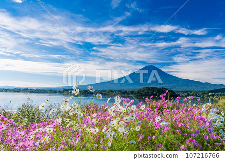 (Yamanashi Prefecture) Kawaguchiko Oishi Park, cosmos in full bloom and Mt. Fuji (Yamanashi Prefecture) Kawaguchiko Oishi Park, cosmos in full bloom and Mt. Fuji 107216766
