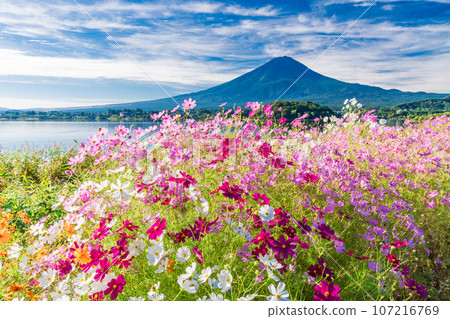 (Yamanashi Prefecture) Kawaguchiko Oishi Park, cosmos in full bloom and Mt. Fuji (Yamanashi Prefecture) Kawaguchiko Oishi Park, cosmos in full bloom and Mt. Fuji 107216769