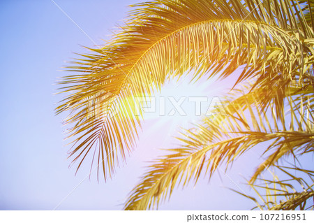 Palm trees against blue sky, Tropical coastline palm trees, vintage toned and stylized, coconut tree, summer tree, retro Palm trees against blue sky, Tropical coastline palm trees, vintage toned and stylized, coconut tree, summer tree, retro 107216951