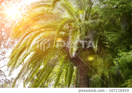 Tropical palm tree leaves in sunlight. Exotic plant background. 107216959