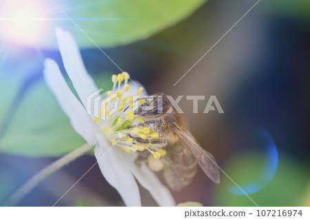 Floral natural background. A bee sits on a white honey flower. 107216974