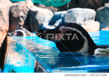 Humboldt penguin at Toba Aquarium Humboldt penguin at Toba Aquarium 107217188