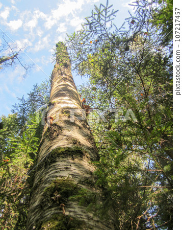 OPYATA grilis (also known as oyster mushrooms) on a birch tree trunk in the forest. OPYATA grilis (also known as oyster mushrooms) on a birch tree trunk in the forest. 107217457