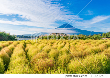 (Yamanashi Prefecture) Kawaguchiko Oishi Park - Kochia and Mt. Fuji where autumn leaves have begun (Yamanashi Prefecture) Kawaguchiko Oishi Park - Kochia and Mt. Fuji where autumn leaves have begun 107217490