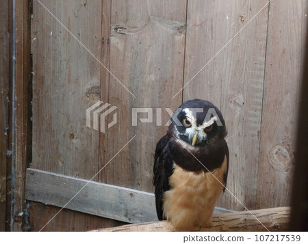 Glassed owl with troubled face 107217539