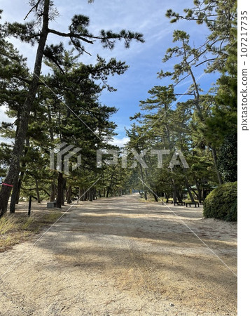 Pine trees 107217735