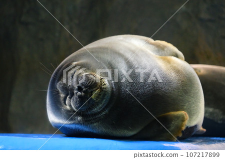 鳥羽水族館的貝加爾海豹 107217899