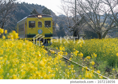 穿過油菜花田的小湊鐵道列車 107218056