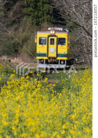 穿過油菜花田的小湊鐵道列車 107218057