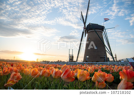 Tulip and windmill Tulip and windmill 107218102