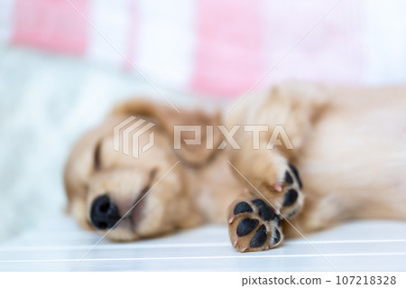 Puppy Kaninhen Dachshund Puppy Kaninhen Dachshund 107218328